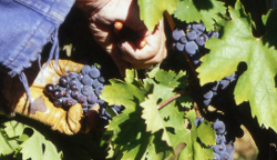 raccolta uva nei vigneti